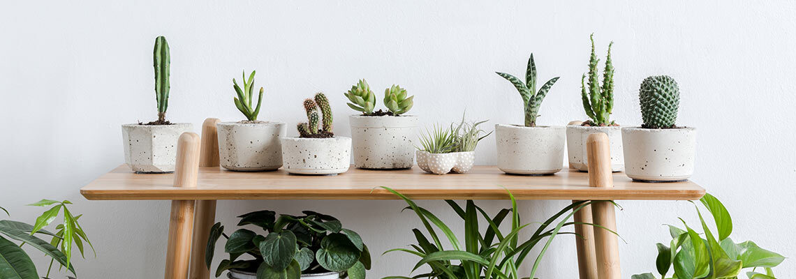 3 Tips For Caring For Your First Houseplant